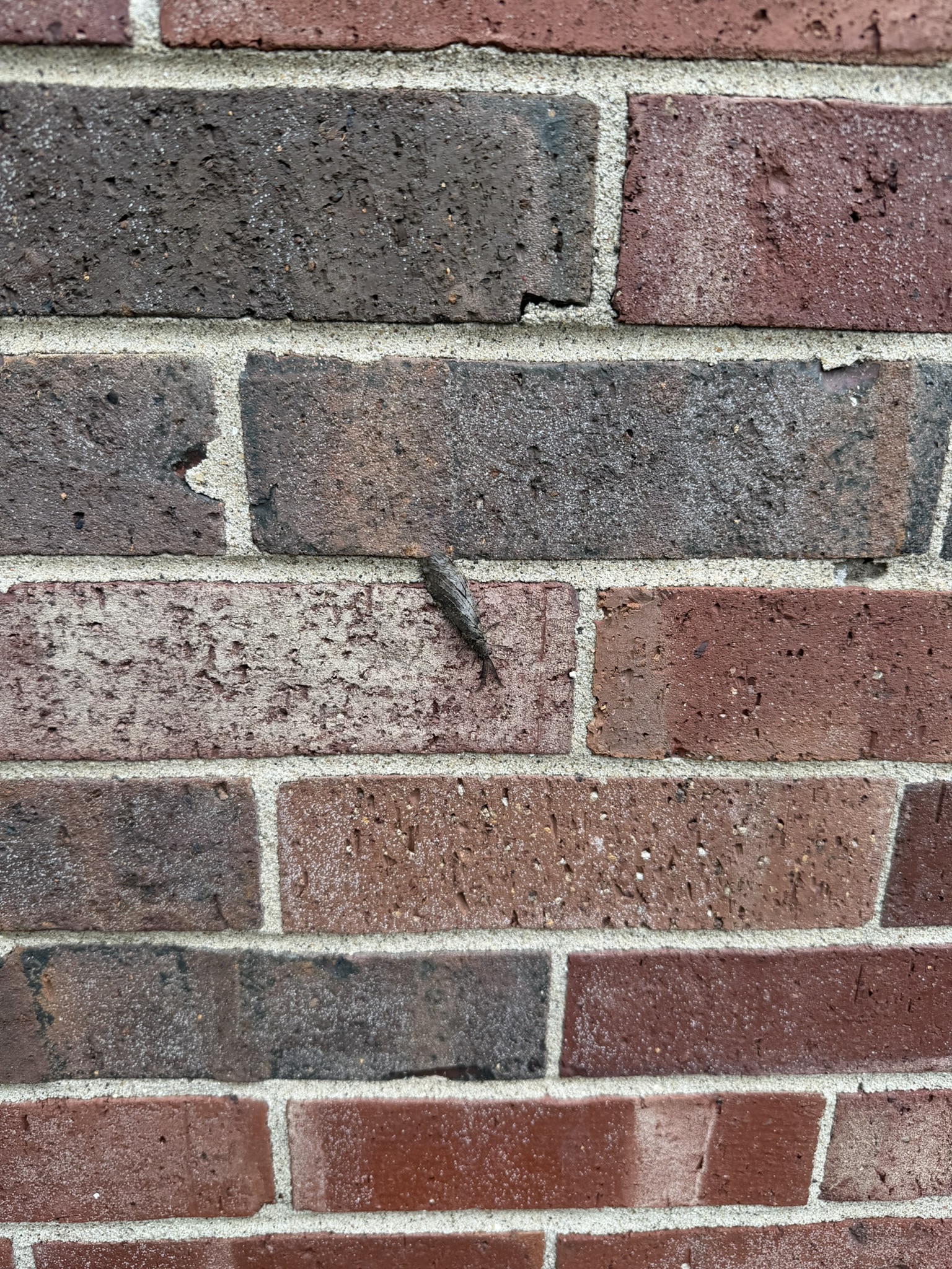 Bug I saw on the outside wall of the house. Looks like a leaf?