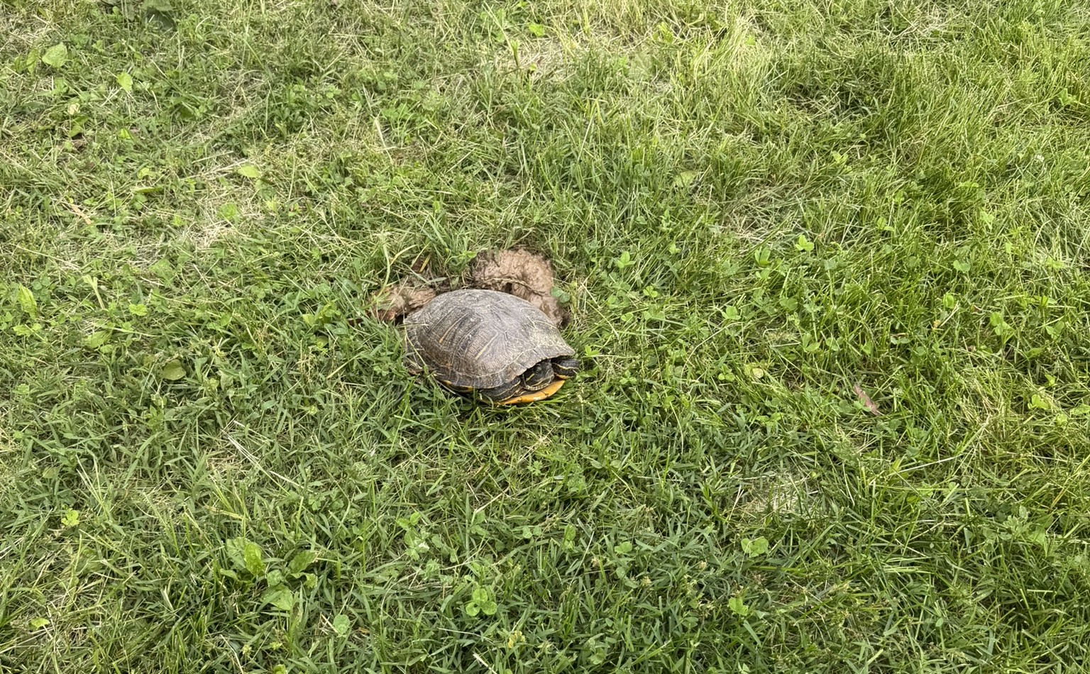 Turtle in Forest Park sitting in it's own feces.